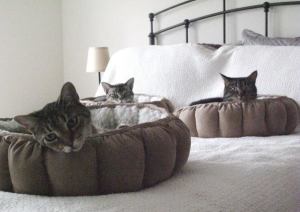 bed cats